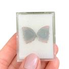 Turmalina Bicolor Placa Borboleta Par 7,81ct (1) Turmalina Bicolor Placa Borboleta Par 7,81ct (1)