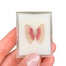 Turmalina Bicolor Placa Borboleta Par 8,91ct Turmalina Bicolor Placa Borboleta Par 8,91ct