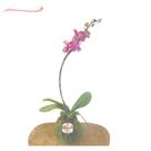 Tutor Para Haste Floral, Caule Orquídea Revestido 60cm - 10 Peça