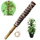 Tutor Para Plantas Trepadeiras Fibra De Coco Natural 40cm