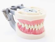 Typodont odontológico Plutusdental Modelo 200 com dentes removíveis