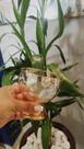 Unidade de taça sobremesa metalizado ambar