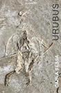 URUBUS - Autor: BESSA, CARLA - CONFRARIA DO VENTO