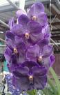 Vanda Pure Wax Blue Vanda Pure Wax Blue