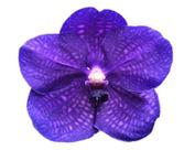 Vanda Robert Delight Ink Star”