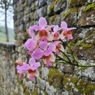 Vanda Teres - Papilionanthe Teres - Orquídea Exótica Vanda Teres - Papilionanthe Teres - Orquídea Exótica