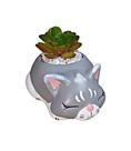 Vasinho De Cerâmica Gato Dormindo Cor Cinza Para Suculenta - Decore Casa Vasinho De Cerâmica Gato Dormindo Cor Cinza Para Suculenta - Decore Casa