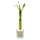 Vasinho Decorativo com Pedras Brancas e Bambu da Sorte - Feng Shui