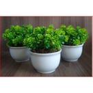 Vasinho Para Planta Suculenta