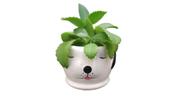 Vasinho Suculenta Modelo Cachorro Branco