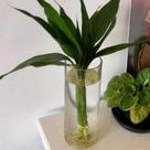 Vaso 21cm de vidro Decorativo Artesanal para Flores e Velas Flutuantes