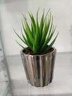 Vaso Agave