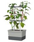 Vaso Autoirrigável BUZZY Charly Chili Vertical 4,5 L Vaso Autoirrigável BUZZY Charly Chili Vertical 4,5 L