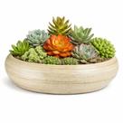 Vaso Bacia de Cerâmica para Arranjo de Cactos e Suculentas 26 x 10cm Cor Palha Vaso Bacia de Cerâmica para Arranjo de Cactos e Suculentas 26 x 10cm Cor Palha