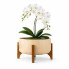 Vaso Bacia Linha Genebra com Suporte de Madeira 24cm - Vaso Bacia Linha Genebra com Suporte de Madeira 24cm -