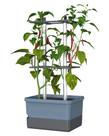 Vaso BUZZY Charly Chili com Autoirrigação 4,5 L Vertical Vaso BUZZY Charly Chili com Autoirrigação 4,5 L Vertical