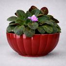 Vaso Cachepot Bacia Moranga Decorativo para Plantas 26cm Cor:Vermelho