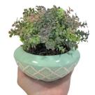 Vaso Cerâmica Cumbuca Vasinho Verde-Erva Treliça C/ Folhagem