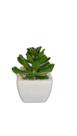 Vaso Cerâmica Planta Artificial Suculenta Alga Vermelha Vaso Cerâmica Planta Artificial Suculenta Alga Vermelha