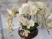 Vaso com orquídeas brancas siliconada