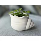 Vaso Concha Marinha Decorativo para Plantas e Mesa Vaso Concha Marinha Decorativo para Plantas e Mesa