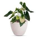 Vaso Cone Baixo 28 Branco Mármore Vaso Cone Baixo 28 Branco Mármore