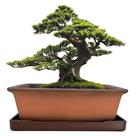 Vaso de cerâmica para bonsai MUZHI de 8,5 polegadas com bandeja de terracota Vaso de cerâmica para bonsai MUZHI de 8,5 polegadas com bandeja de terracota