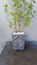 Vaso de cimento folha 45X31