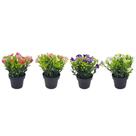 Vaso de flores artificiais kalanchoe casual home