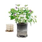 Vaso De Flores Hidropônico Transparente De Plástico De Dupla Camada Com Autoirrigação Para