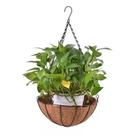 Vaso De Pendurar 30cm Pendente Ferro Fibra Coco Com Corrente