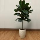 Vaso de Planta Luxo 6 litros Diamante Alto Resistente cor Areia Plastico Pequeno Jardim Plantas