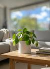 Vaso de plantas Cachepot Para Orquídea temperos salsinha plantas Decorativo para casa