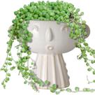 Vaso de plantio Fivepot Face 18 cm, flor de cerâmica, suculenta, branca Vaso de plantio Fivepot Face 18 cm, flor de cerâmica, suculenta, branca