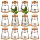 Vaso de propagação de plantas Baderke Plastic Desktop com suporte de bambu