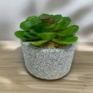 Vaso de Suculenta