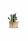 Vaso de Vidro Quadrado Cachepot com Suculenta
