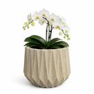 Vaso Decorativo Aresta 27x29 Areia Vasart Vaso Decorativo Aresta 27x29 Areia Vasart