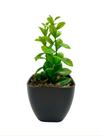 Vaso Decorativo com Planta Articial