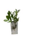 Vaso decorativo Cristal 22,05cm Micromax Vaso decorativo Cristal 22,05cm Micromax