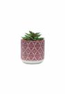 Vaso em Cimento com Suculenta Cachepot Vasinho 8cm