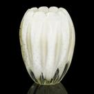 Vaso Em Cristal Murano Pérola - São Marcos 21cm