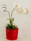 Vaso em Louça Cor Vermelho e Orquídeas Brancas em Silocone