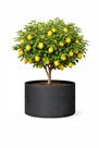 Vaso Feltro 20 Litros P/ Arvores Frutíferas Allgreen
