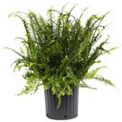 Vaso Fern American Plant Exchange Kimberly Queen de 25 cm Vaso Fern American Plant Exchange Kimberly Queen de 25 cm