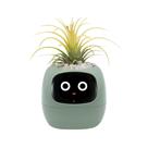 Vaso Inteligente para Plantas Odpaltoy Ivy - Robô AI com Expressão