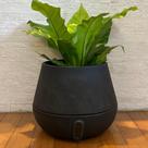 Vaso Intelligente Autoirrigável Brota Cuia Basalto 32x40 Vaso Intelligente Autoirrigável Brota Cuia Basalto 32x40
