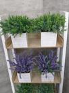 Vaso Lavanda Roxa e Verde Vaso Lavanda Roxa e Verde