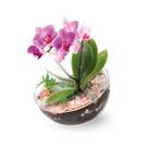 Vaso Lua Grande Vaso De Acrílico Terrário Orquídeas