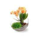 Vaso Lua Medio Vaso De Acrílico Terrário Orquídeas